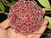  Hoya pubicalyx silver pink