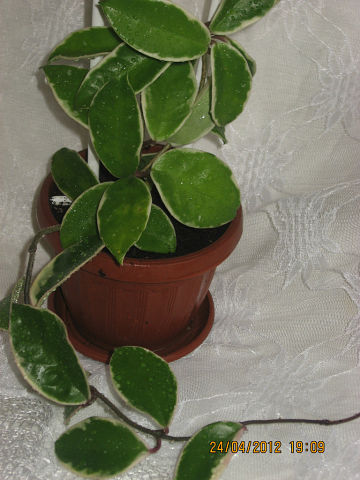  Hoya Carnosa Variegata 