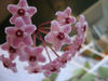  Hoya Carnosa Variegata