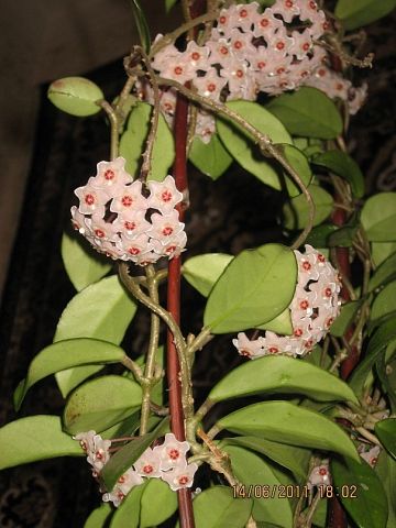  Hoya carnosa 