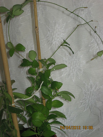  Hoya  ruscifolia 