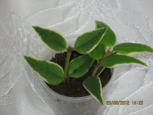  Hoya bella cv. Albomarginata 