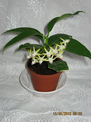  Hoya multiflora 