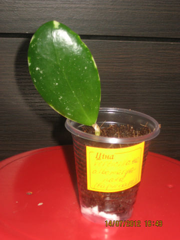  hoya  Hoya verticillata albomargianata 