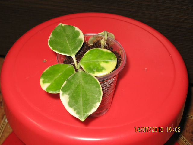  Hoya australis margin variegata(  ) 