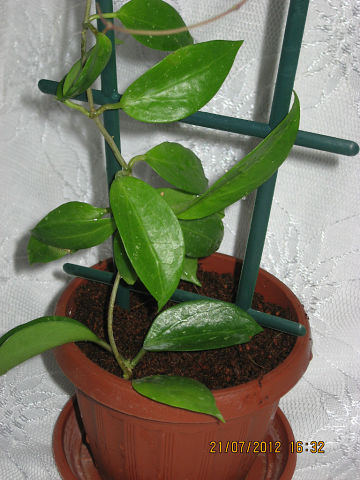  Hoya limoniaca 