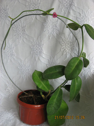  Hoya Calycina 