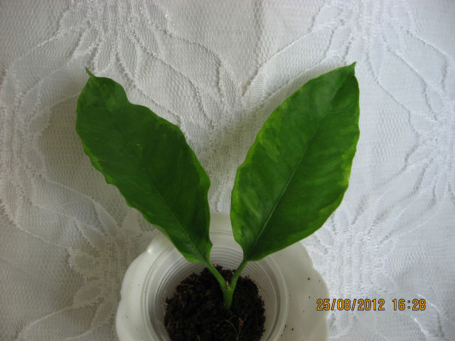  Hoya multiflora albomarginata 
