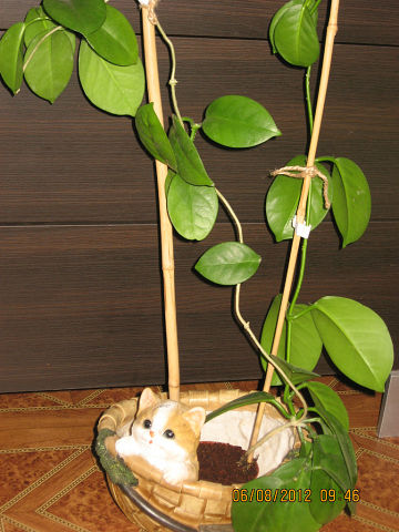  Hoya australis 