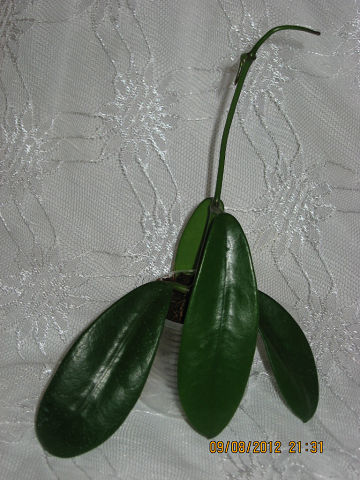  Hoya meliflua 