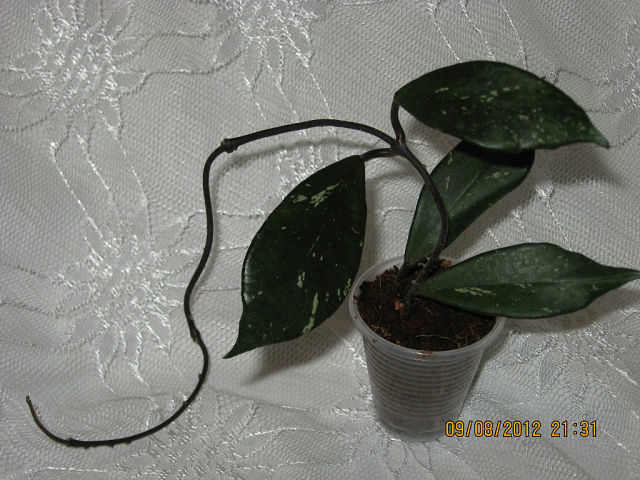  Hoya pubicalix cv. Red Button 