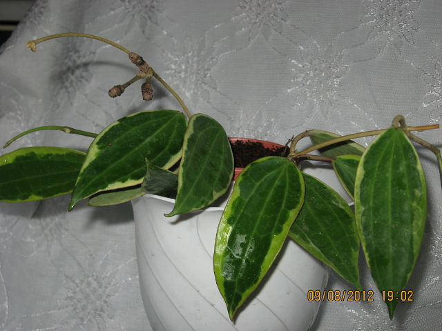  Hoya  macrophyla White 