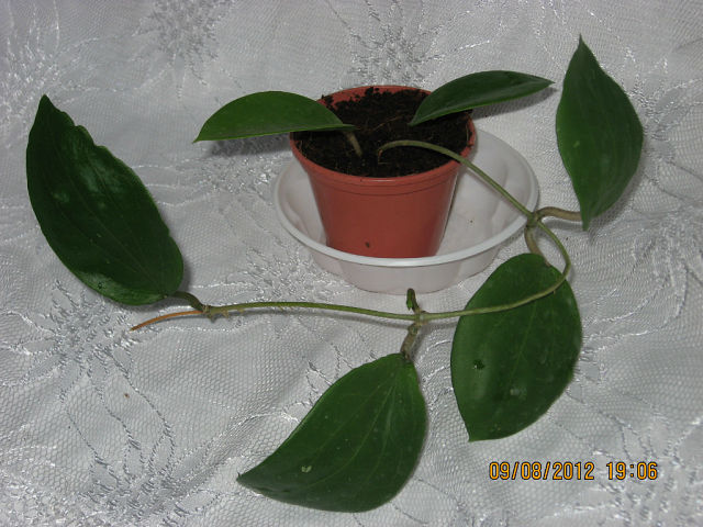  Hoya glabra 