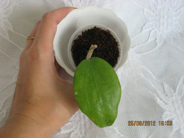  Hoya cinnamomifolia 