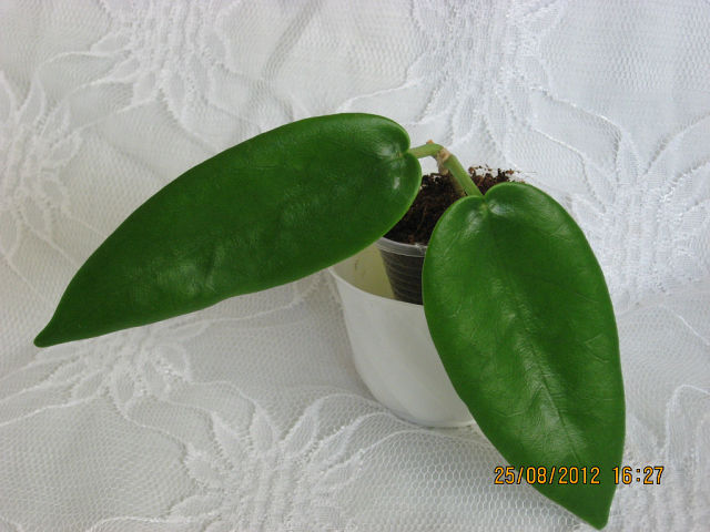  Hoya rchboldiana Norman 