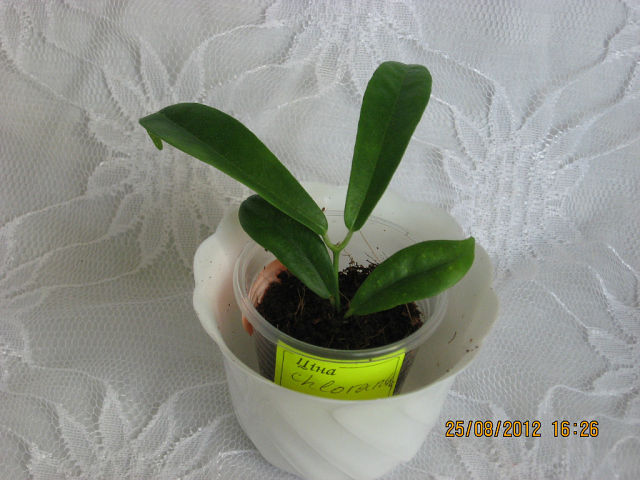  Hoya chloranthae 