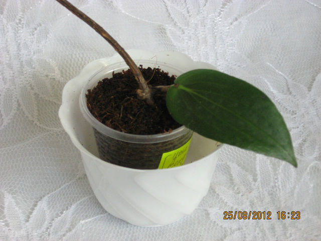  Hoya benquetensis 
