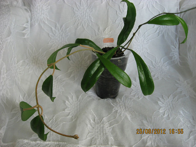  Hoya mindorensis 