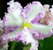 Фиалка Carnation Sprinkles