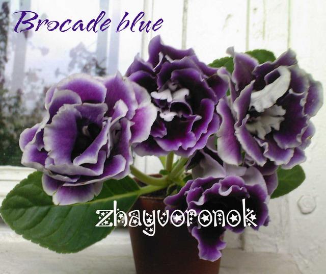  Brocade blue 