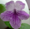 Стрептокарпус Orchid Lace