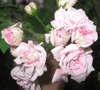 Пеларгония Achievement (Hybrid-Ivy)
