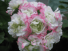 Пеларгония Appleblossom Rosebud (Rosebud)