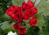 Пеларгония Carmen Andrea