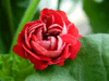 Пеларгония Cook's Scarlet and White
