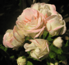 Пеларгония Denise (Rosebud)