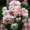 Пеларгония Fischers Appleblossom