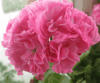 Пеларгония Frou Frou (sport)