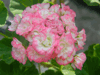 Пеларгония Happy Appleblossom Rosebud