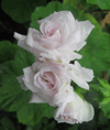 Пеларгония Millfield Rose