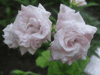 Пеларгония Millfield Rosebud/Rosebud Gem