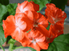 Пеларгония Occold Tangerine