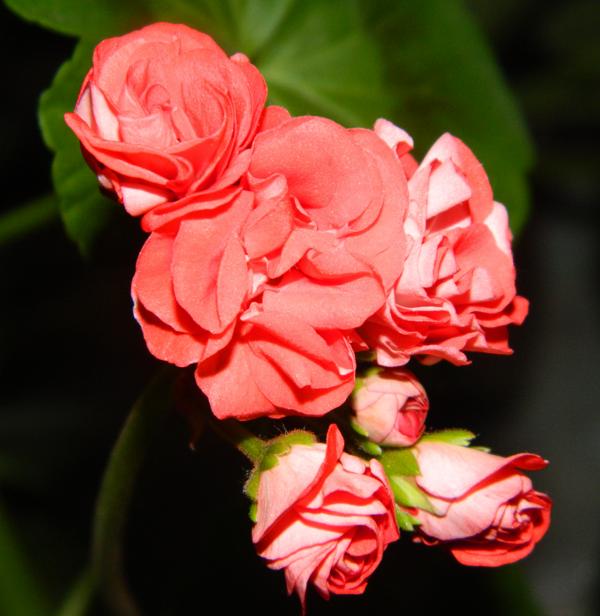  Orange Bud (Rosebud) 