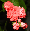 Пеларгония Orange Bud (Rosebud)