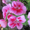 Пеларгония PAC Flower Fairy Rose