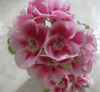Пеларгония PAC Flower Fairy White Splash