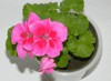 Пеларгония PAC Flower Fairy Violet