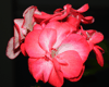 Пеларгония PAC Little Lady Bicolor