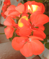 Пеларгония PAC Perlenkette Orangе