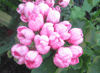 Пеларгония Pink Pandora