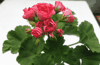 Пеларгония Rosebud Supreme