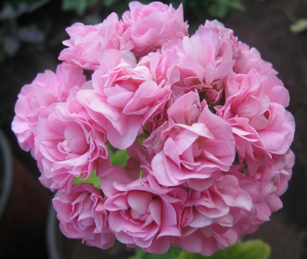  Swanland Pink/Australien Pink Rosebud 