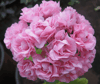 Пеларгония Swanland Pink/Australien Pink Rosebud