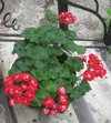 Пеларгония Vectis Rosebud