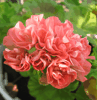 Пеларгония Powder Puff