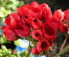 Пеларгония Mrs. Charles